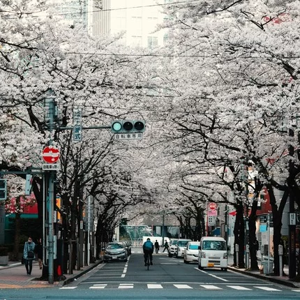 Kirschblüte in Japan ohne Visum erleben!