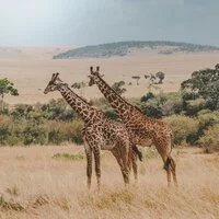 Entschädigung von Kenya Airways