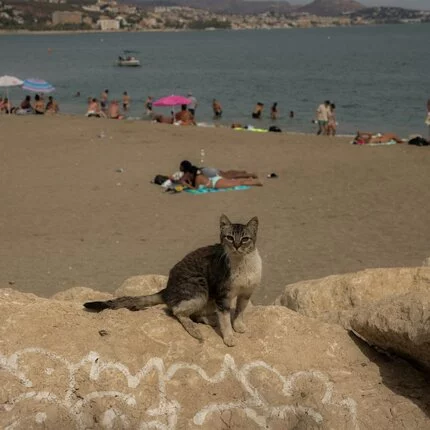 Tipps für den Flugtag mit Katzen Stressfreier Flug mit Katzen