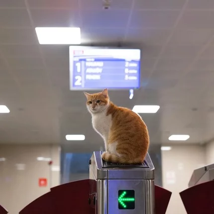 Flugbuchung mit Katzen: Was du wissen musst Flugbuchung mit Katzen