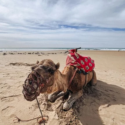 Kamel am Strand von Agadir