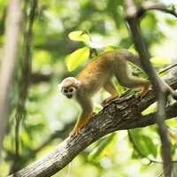 Die Flora und Fauna im tropischen Surinam lockten in den letzten Jahren immer mehr Touristen in das Land. 