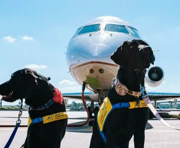 Zwei Hunde vor dem Flugzeug